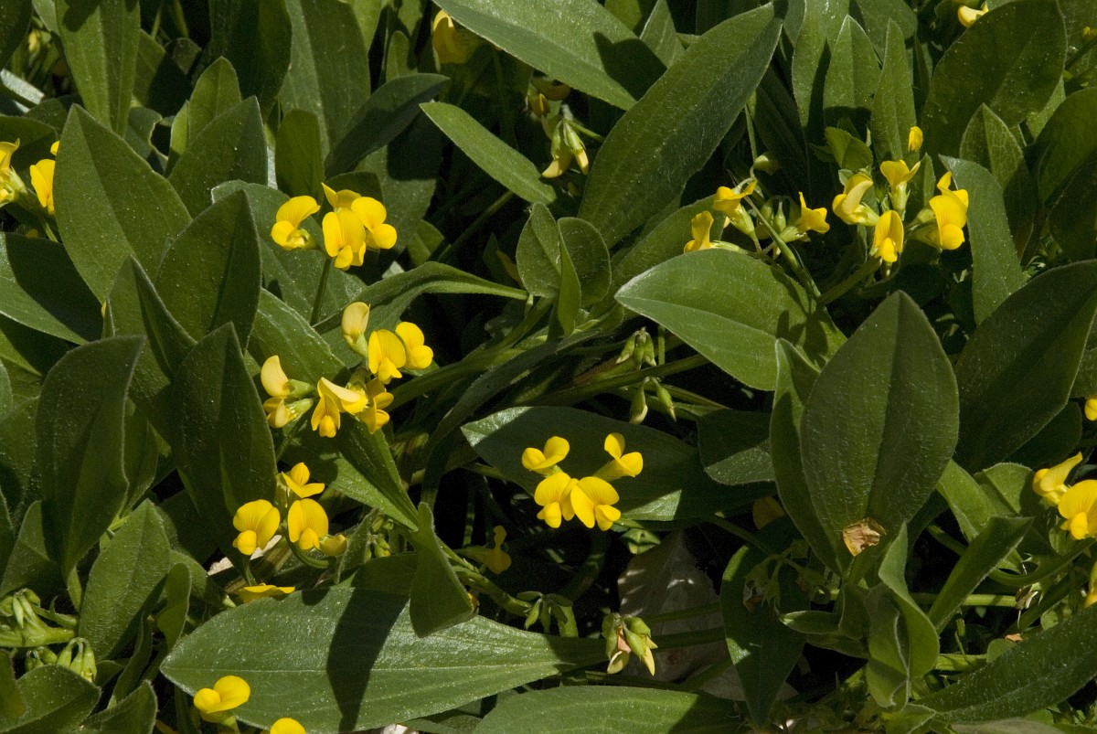 Hymenocarpus circinnatus